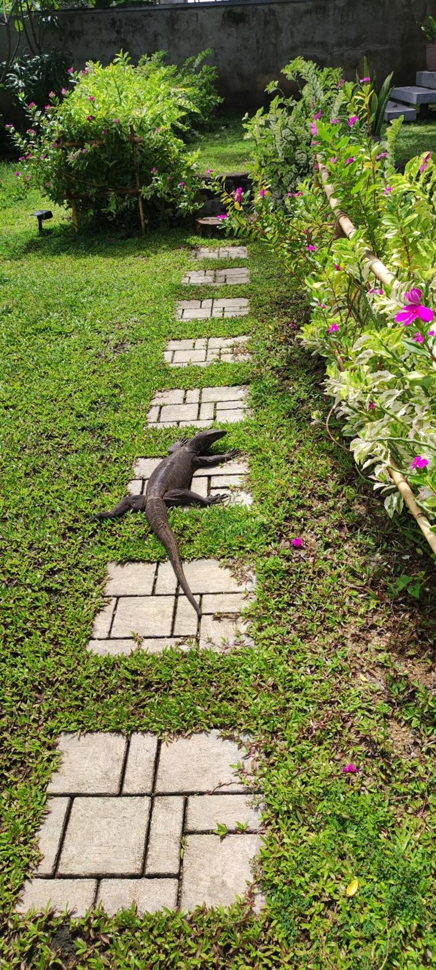 Mango Tree Villa בנטוטה מראה חיצוני תמונה